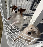 『フェンスで愛犬の遊び空間をプラス』後付けフェンス施工事例