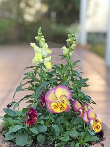 小山店より♪「お花植えました✼✿」