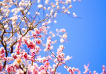 3月に花が咲く春の樹木　～低木編～