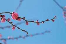 3月に花が咲く春の樹木　～高木編～